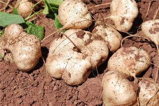 山土瓜怎么吃,探索乡村美味新境界