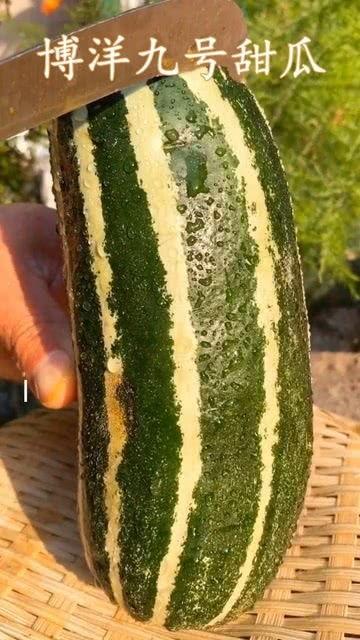 不熟的瓜应该怎么吃,不熟瓜的多样食法揭秘