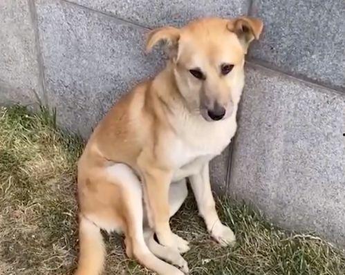 天津网红大黄什么梗,揭秘网络爆红背后的故事