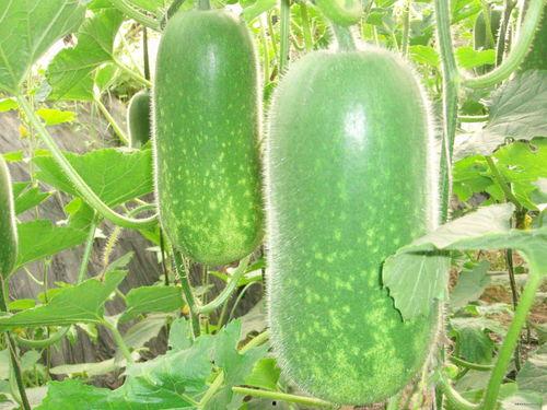 漯河围观吃瓜被隔离,隔离背后的社会思考